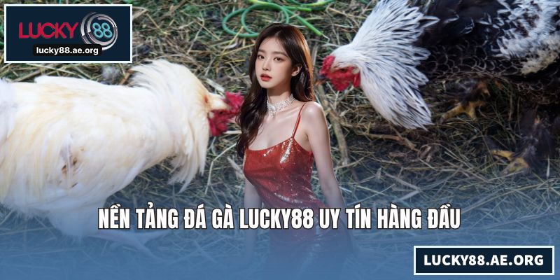 Nền tảng đá gà LUCKY88 uy tín hàng đầu