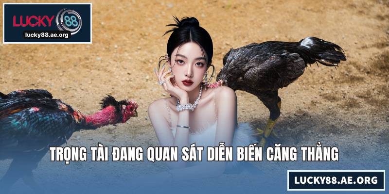 Đá Gà Chọi C1 - Đấu Trường Sinh Tử Của Chiến Kê Hàng Đầu Trọng tài đang quan sát diễn biến căng thẳng